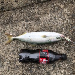 ノマセ がスゴい