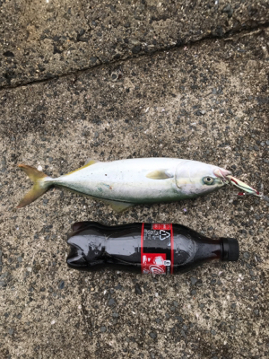 ノマセ がスゴい