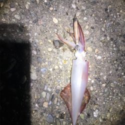 アジおらんおもたら、剣先イカ回ってきてた