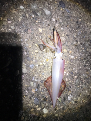 アジおらんおもたら、剣先イカ回ってきてた