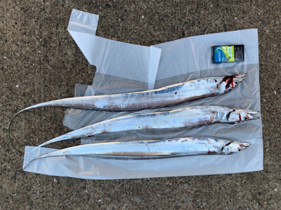 フォールでタチウオ