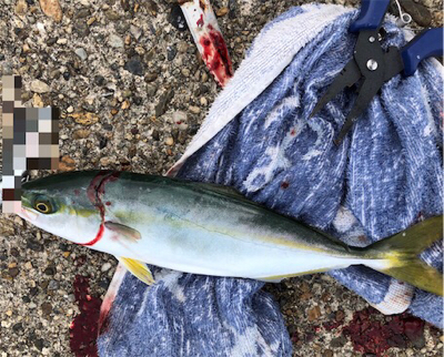 モジャコワカナツバス祭り