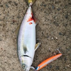 ツバス祭りまだまだ続く