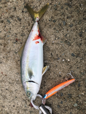 ツバス祭りまだまだ続く