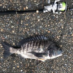 チヌが遊んでくれました。