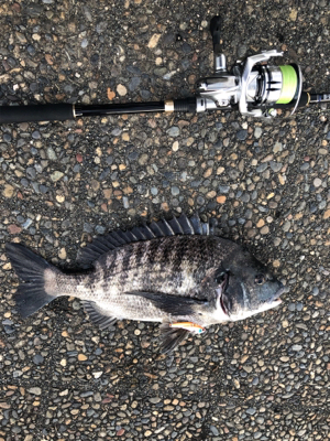 チヌが遊んでくれました。