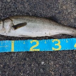 久々のシーバス♪