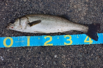 久々のシーバス♪