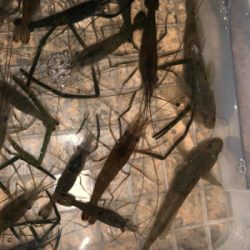 テナガエビ釣り