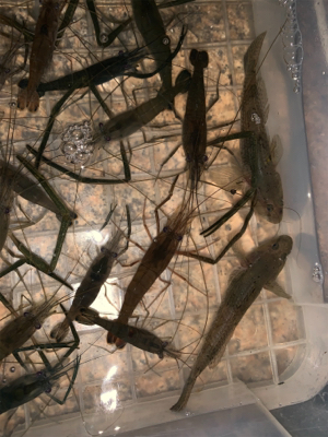 テナガエビ釣り