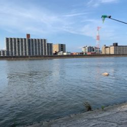 うなぎ、キビレ