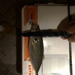 アジング メバリング