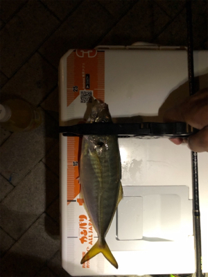 アジング  メバリング