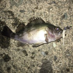 まだまだメバル