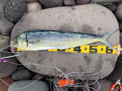 沼津サーフでシイラ