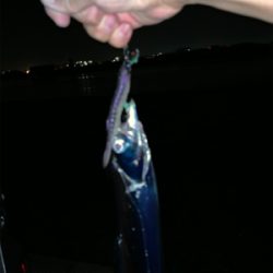 深夜の待望のタチウオ