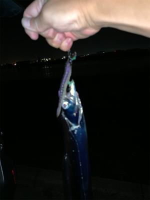 深夜の待望のタチウオ