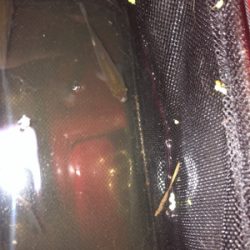 たまにはギンブナ釣り！