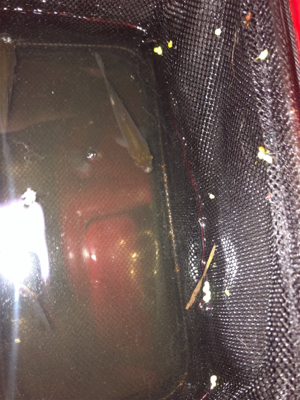 たまにはギンブナ釣り！