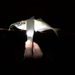 アジ4時間耐久バトル