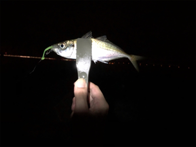 アジ4時間耐久バトル