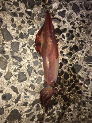 アオリイカが好調です