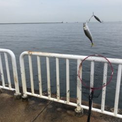 南港サバ楽しい！