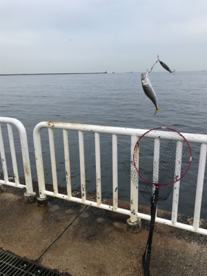 南港サバ楽しい！