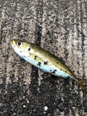 もう大きいのはいないか