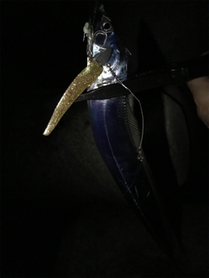 ワインド太刀魚からジギング