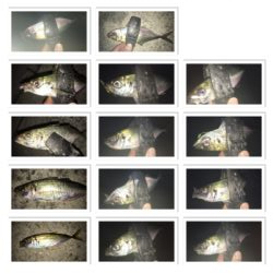 貝塚ライトゲーム