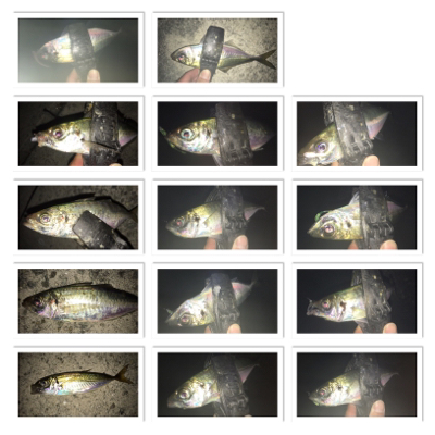 貝塚ライトゲーム