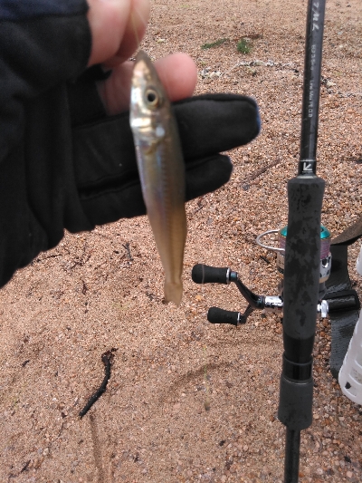 シロギスを求めて日本海