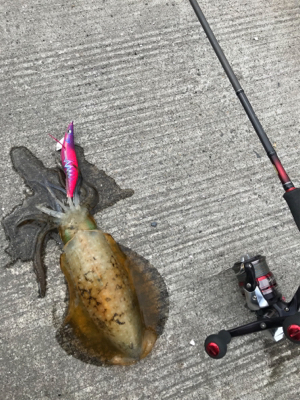 鹿児島帰省エギング(^^)