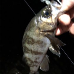 まだまたメバル