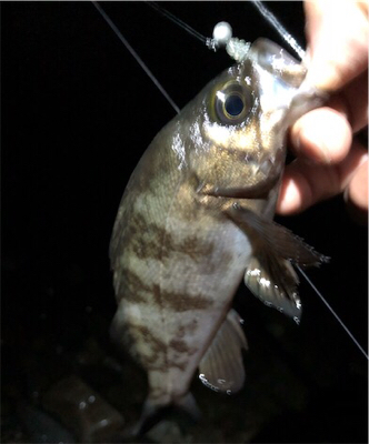 まだまたメバル