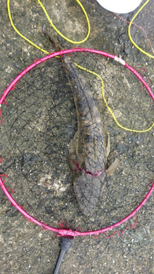 鈴鹿サーフ！マゴチシーズン突入ですね