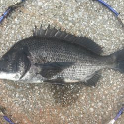 紀州釣り 難しくて面白い！