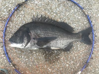 紀州釣り 難しくて面白い！