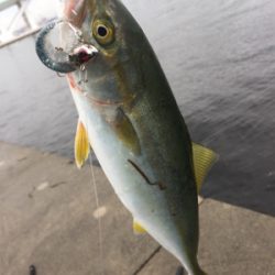 ツバス多いです！