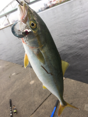 ツバス多いです！