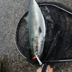 人生初の青物はメジロ