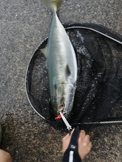 人生初の青物はメジロ