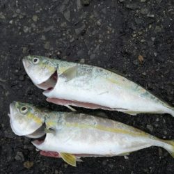 雨のちツーバス