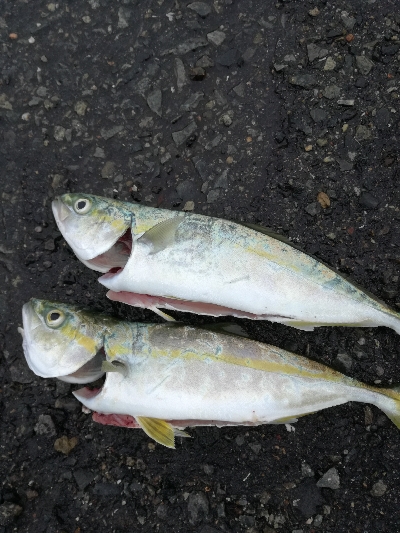 雨のちツーバス