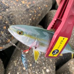 ツバス祭りに！