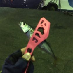 豆アジング超ムズ