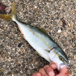 雨上がりツバスゲーム