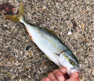 雨上がりツバスゲーム