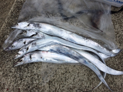 タチウオテンヤとジグサビキ